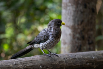 bird