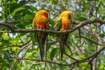 parrot couple