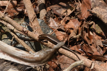 Lizard in vietnam rain forest