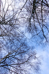 branches of tree against blue sky