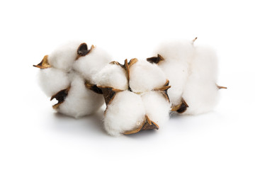 Fototapeta na wymiar several flowers of cotton isolated on a white background