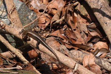 Lizard in vietnam rain forest
