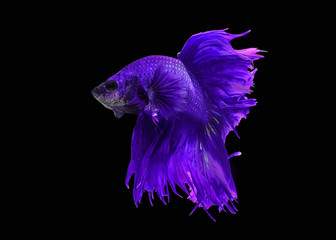 Colorful freshwater fishes with CLIPPING PATH. Fancy tropical thai bright blue betta spreading fin and long tail swimming. Siamese fighting fish isolated black background. Close up and focus selection