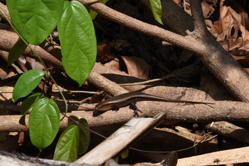 Lizard in vietnam rain forest