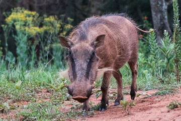 warthog forest