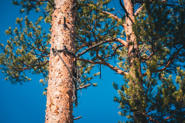 Fototapeta premium Slender trunk of pine tree in the forest.