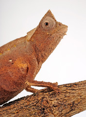 Brown Leaf Chameleon / Augenzipfelstummelschwanzchamäleon (Brookesia superciliaris) © bennytrapp