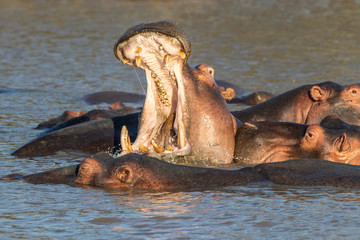 Fototapeta premium hippo screaming