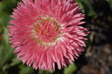 flower in garden in spring