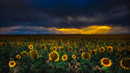 Sunset Storms Sunflowers