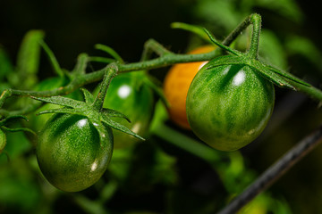 Green cherry tomatoes