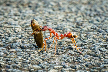 red australian bull ant