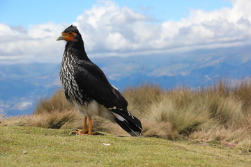 a bird overlooking Quito city
