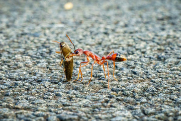 red australian bull ant