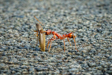 red australian bull ant