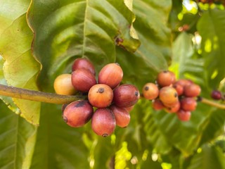 Closed up at coffee beans growing in a farm. They’re very fresh and colorful with red, orange, yellow and brown. Selective focus.
