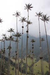 huge palm trees in Colombia