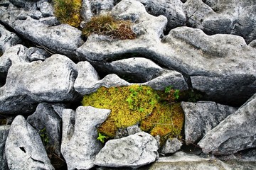 Moss
