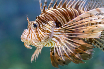 Fototapeta na wymiar Red lionfish venomous coral reef fish close-up