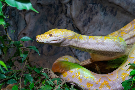 Reticulated python world's longest heaviest snake close up