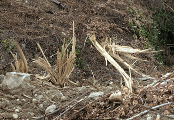 Shattered wood after agricultural work in Tuscany