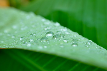 Water drops on a leaf.