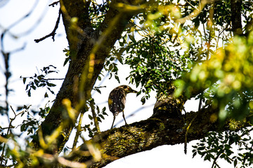 Bihoreau gris Nycticorax nycticorax - Black-crowned Night Heron juvénile se cache dans un arbre marais poitevin france