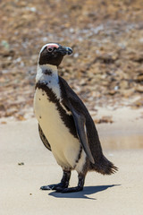 penguin