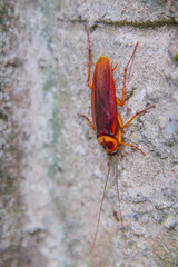cockroach on the stone wall