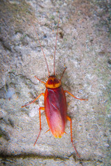 cockroach on the stone wall