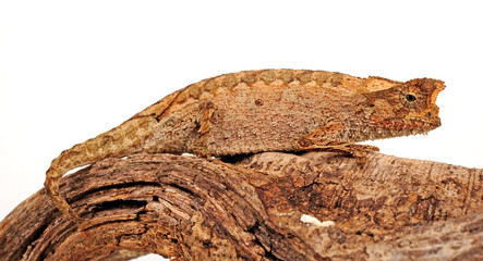 Perinet leaf chameleon / Stummelschwanzchamäleon (Brookesia therezieni) © bennytrapp