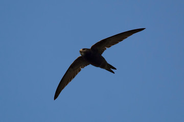 swift in flight