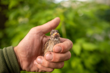 A small thin and battered Sparrow nestling sits in the palm of a man's hand.