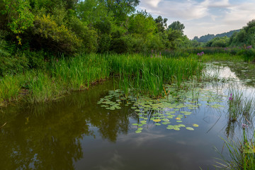 A small pond with water plants and grass stands among the trees with a reflection in summer.