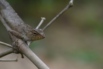 Garden lizard (Calotes versicolor) in Vietnam