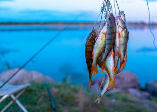 A lot of fish hanging perch caught by angler Fish Stringer on the  background of evening sunset on the lake and fishing rods spinning on a  chair. Stock Photo