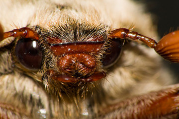 cockchafer beetle