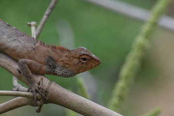 Garden lizard (Calotes versicolor) in Vietnam
