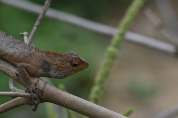 Garden lizard (Calotes versicolor) in Vietnam