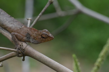 Garden lizard (Calotes versicolor) in Vietnam