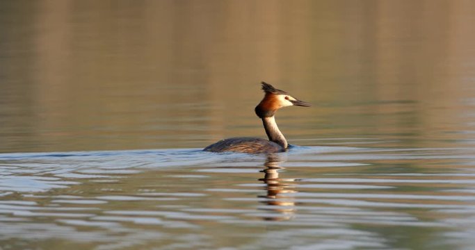 Great crested grebe in Kopacki rit