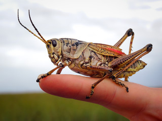 Closeup of giant grasshopper sitting and posing on finger with Everglades in background