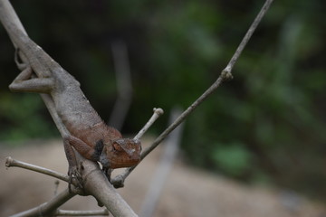 Garden lizard (Calotes versicolor) in Vietnam