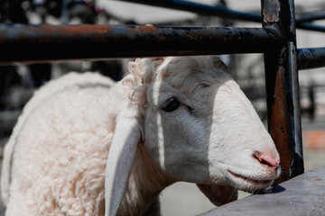 sheep in the local zoo(Wine village) songkhla, Thailand