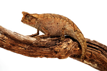 Perinet leaf chameleon / Stummelschwanzchamäleon (Brookesia therezieni) © bennytrapp