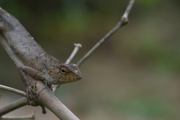 Garden lizard (Calotes versicolor) in Vietnam