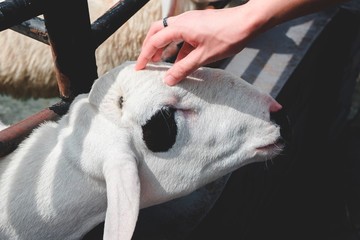 Fototapeta premium a man is rub the white sheep gently on the head