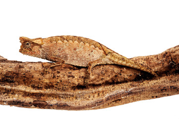 Perinet leaf chameleon / Stummelschwanzchamäleon (Brookesia therezieni) © bennytrapp