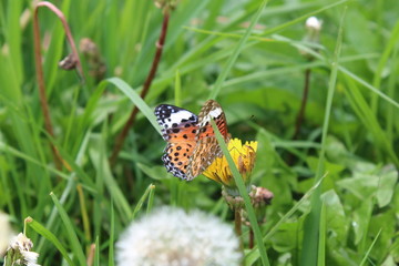 A view of a butterfly taking yellow flower essence