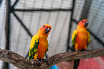 group of sun conure, parrot bird on local zoo (wine village), songkhla, Thailand